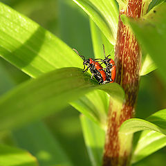 photo "Life continue :)"