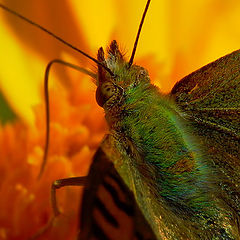 photo "butterfly"