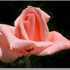 photo "walking on a rose"