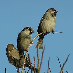 photo "Highly we sit, far we look (Corrected )"