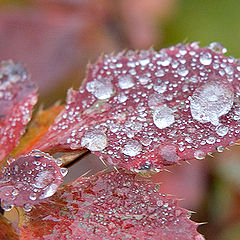 photo "Red November"