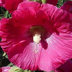 photo "!!"