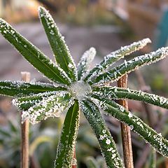 photo "First cold"