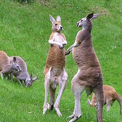 фото "Kangaroofight"