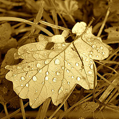 photo "Tears of a rain"