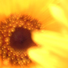 photo "...sunflower abstract..."