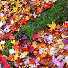 фото "roots and leafs"