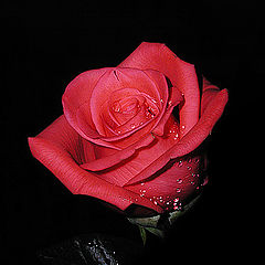 photo "Rose, red on black"