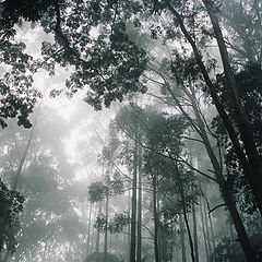 photo "Jungle in clouds"