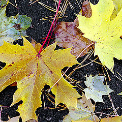 photo "Leafs carpet"