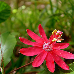 photo "Passiflora flower"