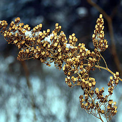 photo "winter signs"