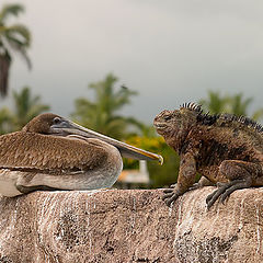 photo "Sweet couple"