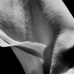 photo "Calla Lily"