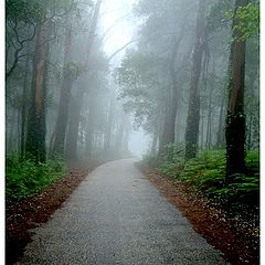 photo "one morning of fog"