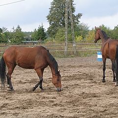 photo "Horses"