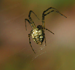 photo "Spider"