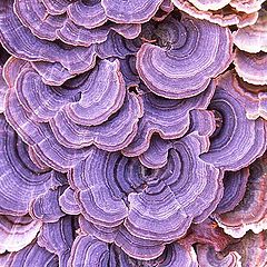 фото "Violet Toothed Polypore"