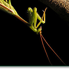 фото "O Mestre do Ataque..."