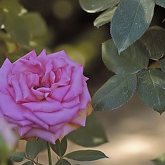 photo "Mid Life"