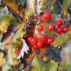 фото "Berry in autum."