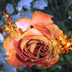 фото "The death of rose and of something"