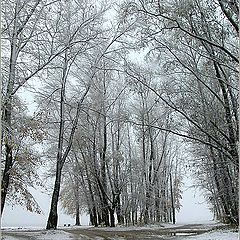 photo "The first snow. The Trees."