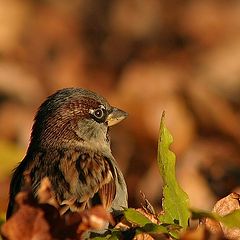 photo "Sparrow"