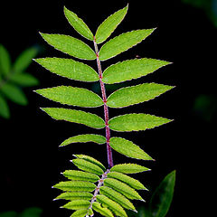 photo "Green leaf"