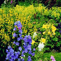 photo "English Country Garden"