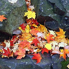 фото "rock and leafs"