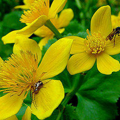 photo "Buttercups."