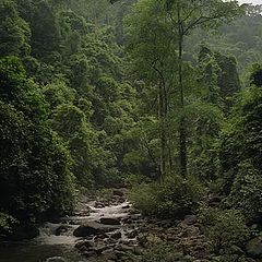 photo "Thailand - Kaeng Krachan rainforest"