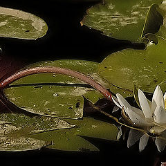 photo "Lily Pads"