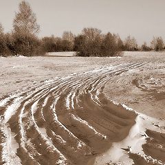 photo "The first snow"