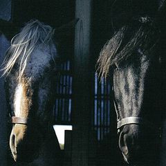 photo "Tammy and Nugget"