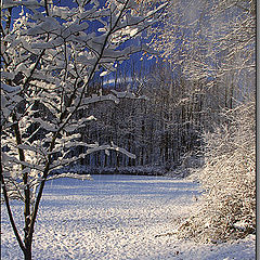 photo "Первый снег"