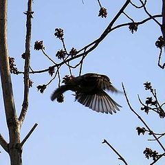 photo "a flight"