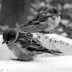 photo "Sparrow insults"