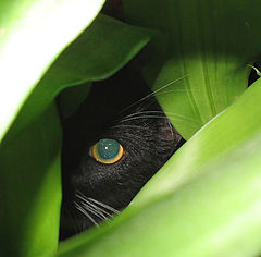 photo "In an ambush ..."