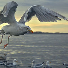 photo "Flying gull"