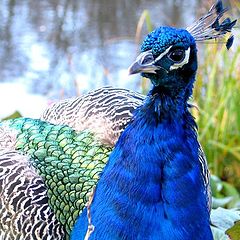 photo "peacock"