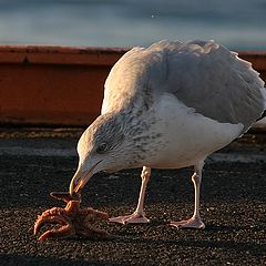 фото "Food"