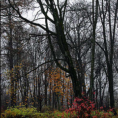 photo "Contrasts of late autumn"