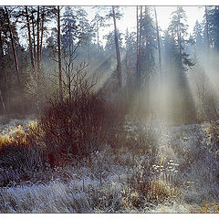 photo "November in a wood #3"