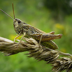 photo "Observer"