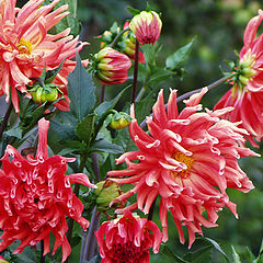 photo "Dahlias"