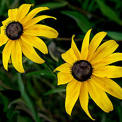 photo "Faces to the Wind"