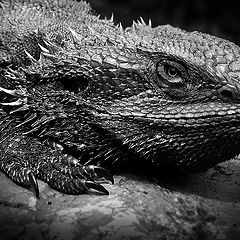 photo "Bearded Dragon"