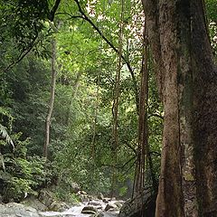 photo "Thailand - Kaeng Krachan 3"